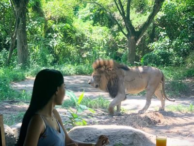 Bali Safari and Marine Park “Petualangan Satwa Liar” Temukan Dunia yang Mengejutkan