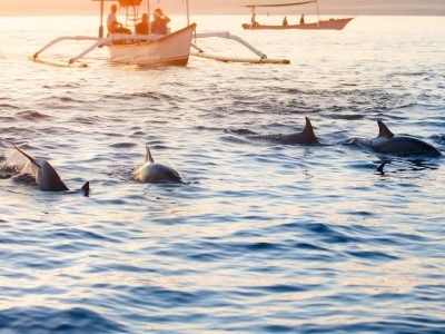 Pantai Lovina “Melaju dengan Lumba-Lumba” Wisata Bahari yang Ajaib